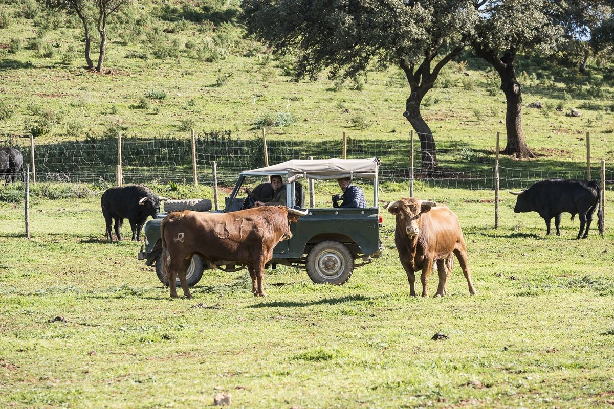 Toro bravo dehesa Málaga