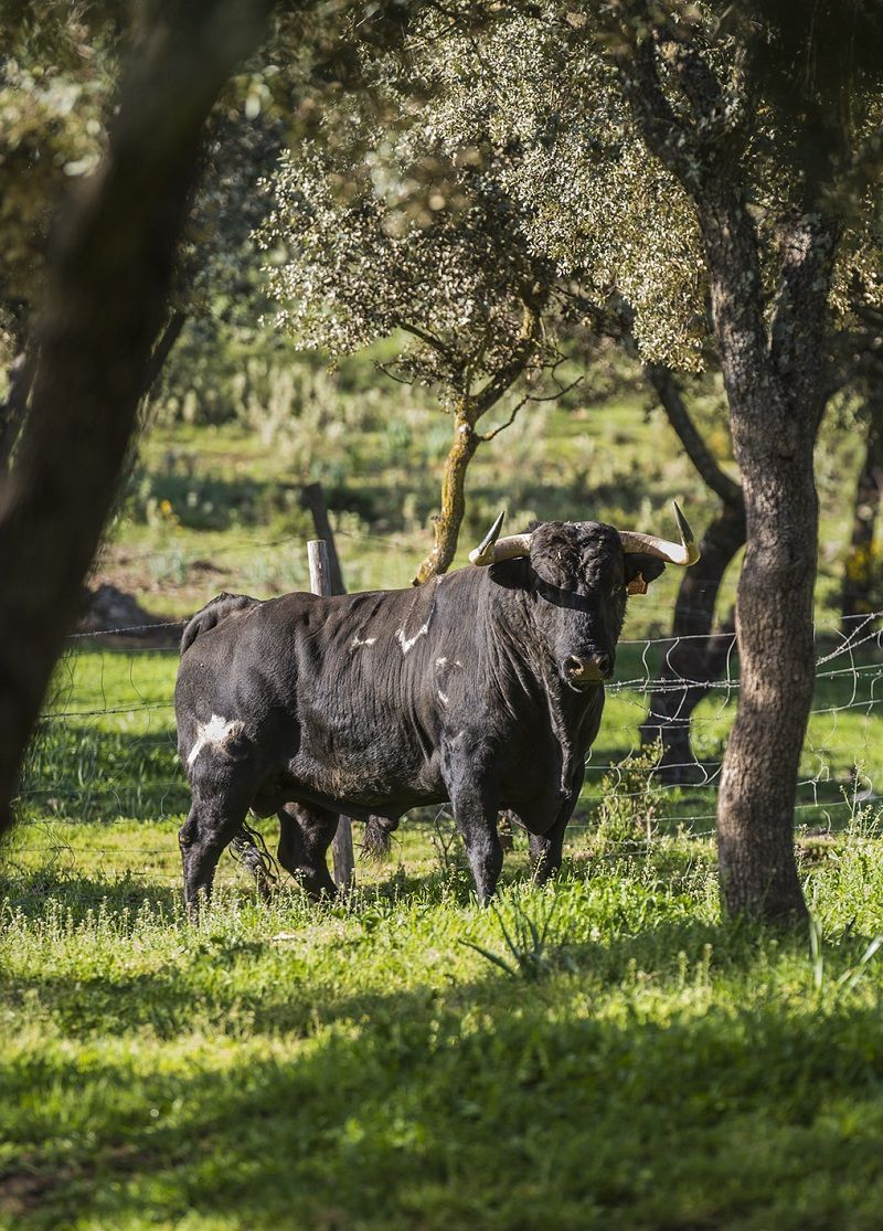 Turismo rural Antequera Málaga