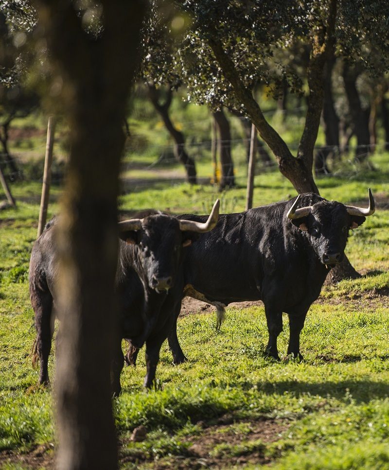 Ganadería taurina Antequera