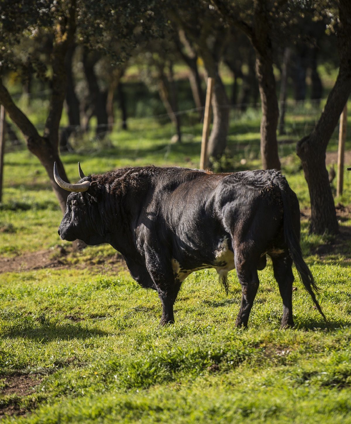 Visita ganadería toro bravo Málaga