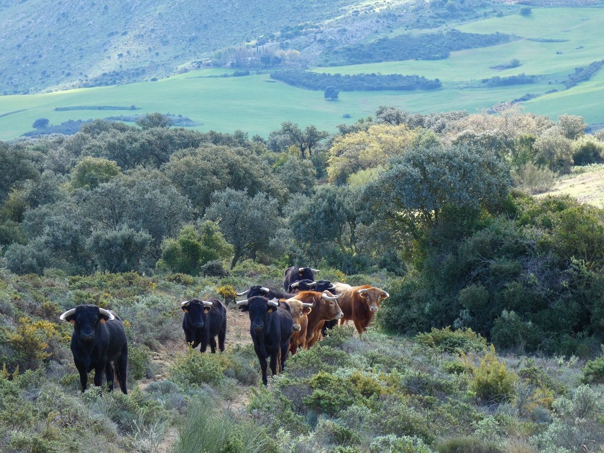 Ganadería toro lidia Málaga