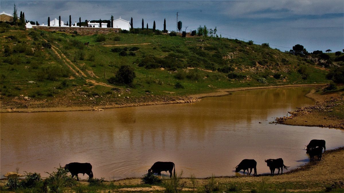 Ganadería toro bravo Andalucía
