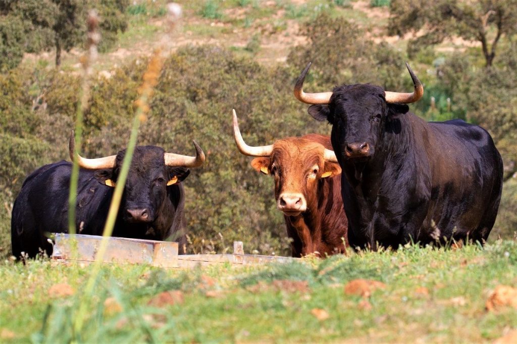 VISITA GANADERÍA MÁLAGA027
