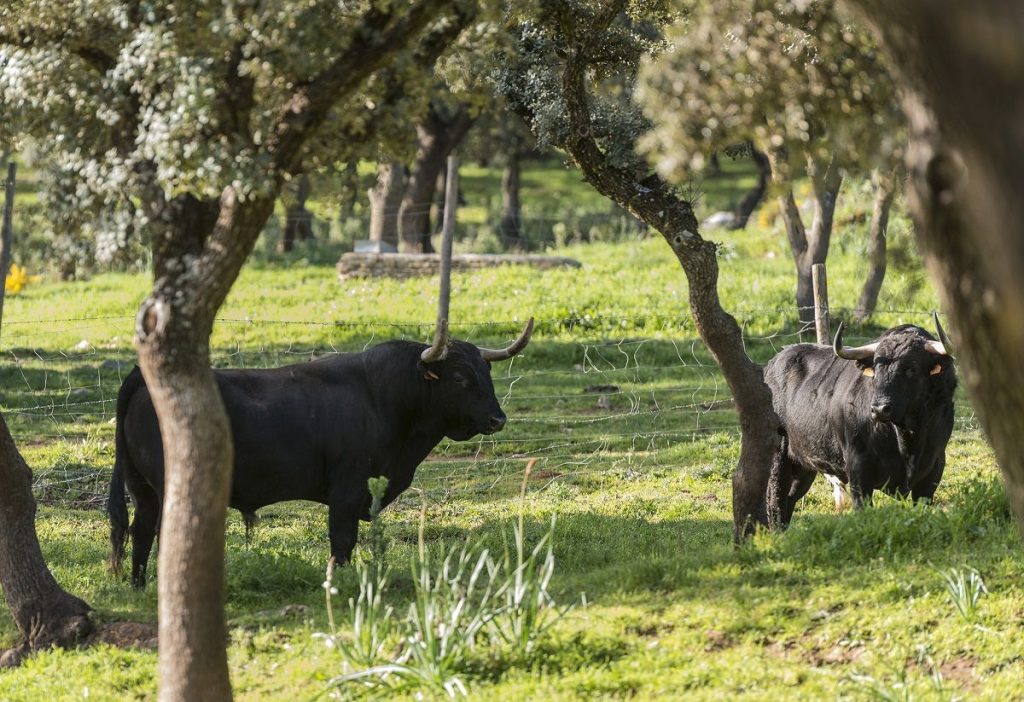 VISITA GANADERÍA MÁLAGA030