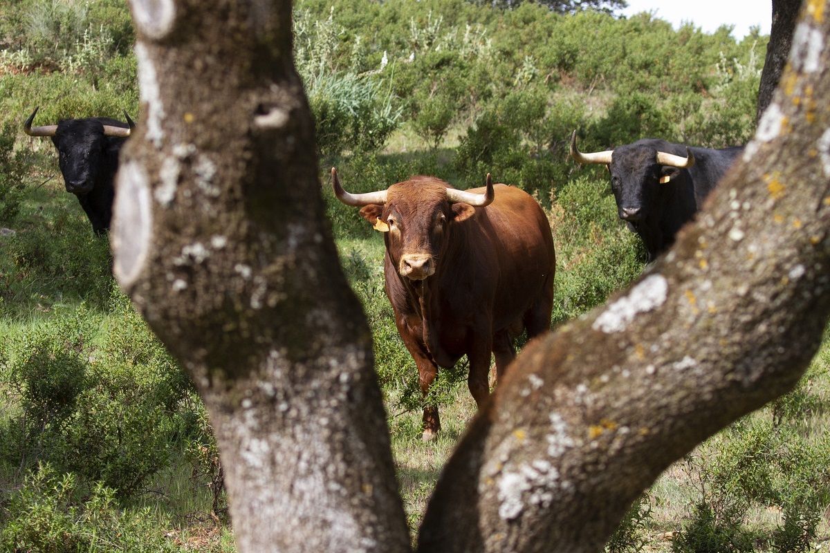 Toro bravo campo Málaga