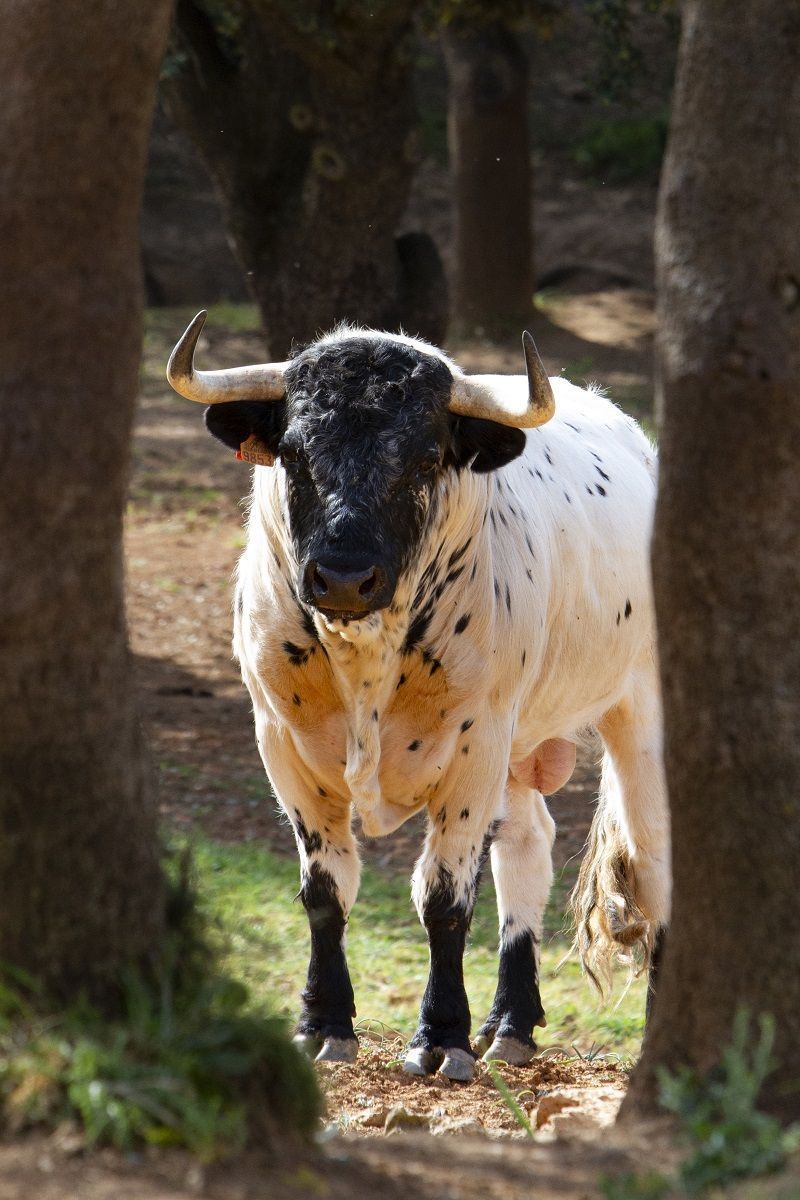 Toro bravo Antequera Málaga