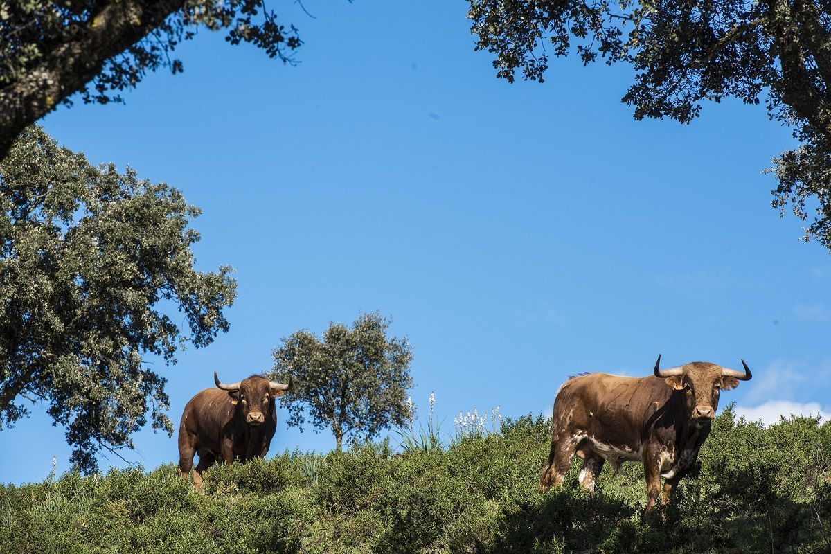Visita toro bravo Málaga