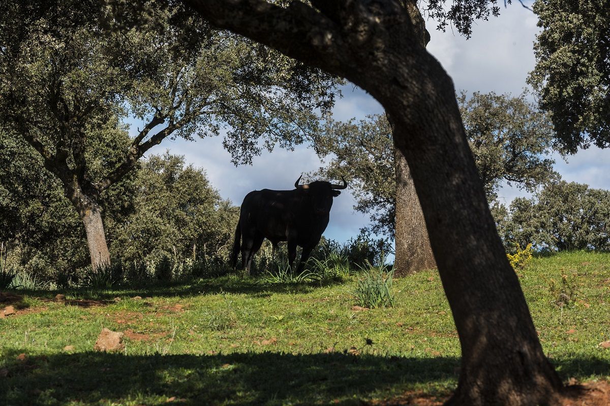 Toro campo Finca La Saucedilla