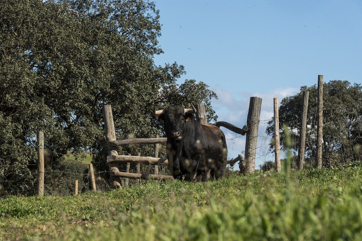 Finca toro bravo Andalucía