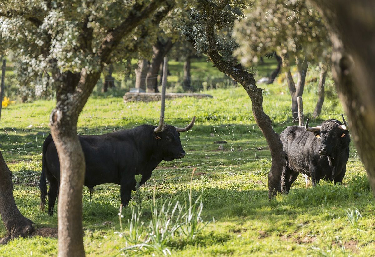 Toro lidia Ganadería Manuel Blázquez